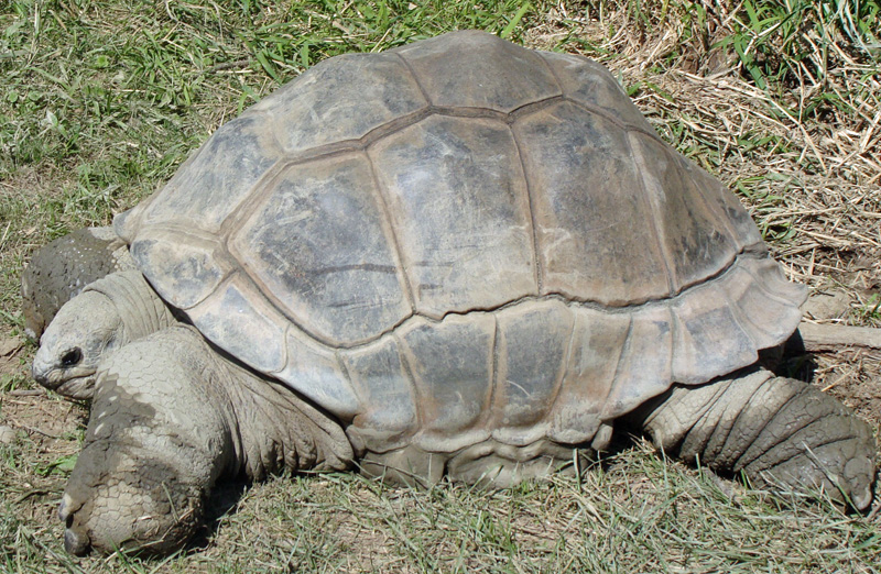 tortoise